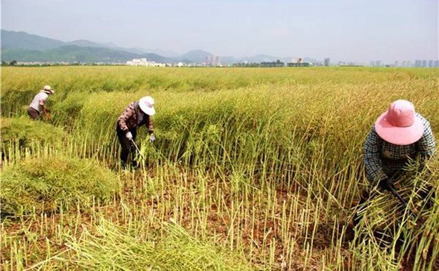 農(nóng)村的秸稈稻草，棉花桿，廢舊木材花生殼，都是農(nóng)業(yè)垃圾，在過去這些東西沒有人稀罕，到處亂扔，影響了農(nóng)村的面貌